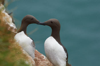 Oiseaux de mer<br>NIKON D4, 500 mm, 1600 ISO,  1/1250 sec,  f : 13 